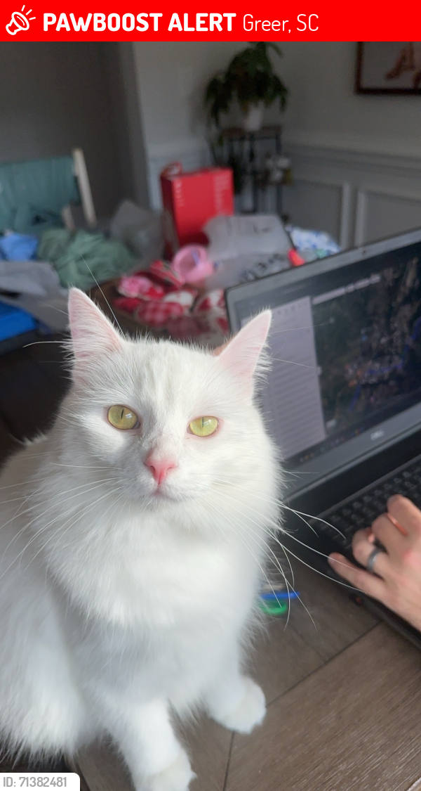Lost Female Cat last seen Brockman-Mcclimon rd, abner creek rd, Greer, SC 29651
