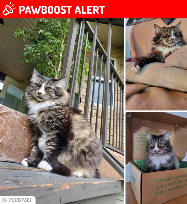 Lost Female Cat last seen Camp road, Jack Seaton Park , Lake Country, BC V4V 1P1