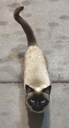 Lost Female Cat last seen 120th Avenue and Van Buren, Avondale, AZ 85323