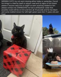 Lost Male Cat last seen louise, manteca, Manteca, CA 95336