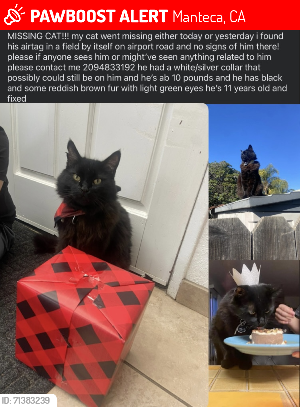 Lost Male Cat last seen louise, manteca, Manteca, CA 95336