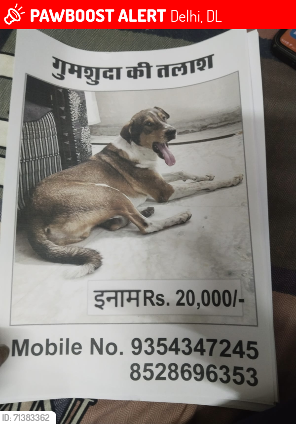 Lost Male Dog last seen Near petrol pumb, Delhi, DL 