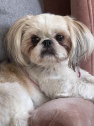 Lost Female Dog last seen Oasis DR and Calle del Norte, Chaparral, NM 88081