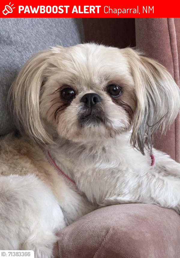Lost Female Dog last seen Oasis DR and Calle del Norte, Chaparral, NM 88081