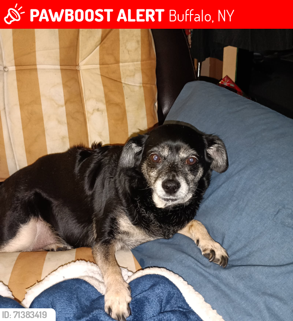 Lost Female Dog last seen Dewey and Leroy, Buffalo, NY 14214