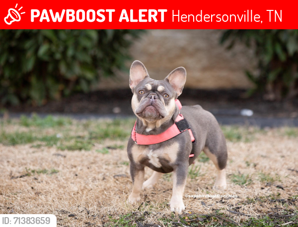 Lost Female Dog last seen Governors Point Blvd, Hendersonville, TN 37075