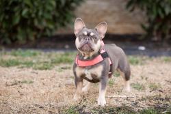 Lost Female Dog last seen Governors Point Blvd, Hendersonville, TN 37075