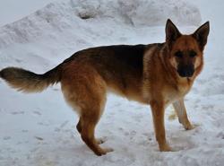 Lost Male Dog last seen Carl and Darby rds, Welland, ON 