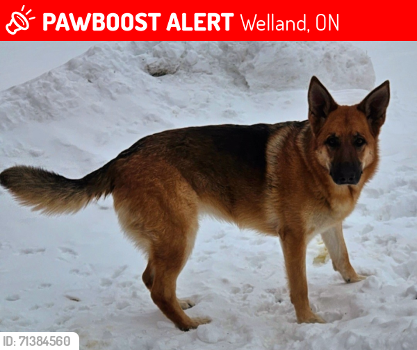 Lost Male Dog last seen Carl and Darby rds, Welland, ON 