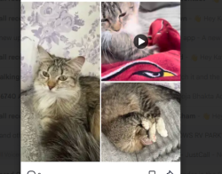 Lost Female Cat last seen Near W St Moritz Ln Phoenix, AZ 85053, Phoenix, AZ 85053