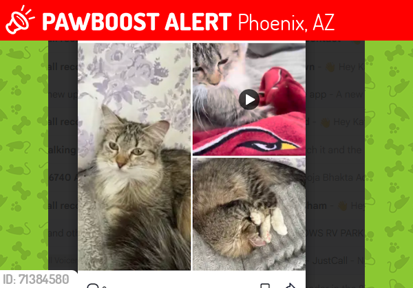 Lost Female Cat last seen Near W St Moritz Ln Phoenix, AZ 85053, Phoenix, AZ 85053