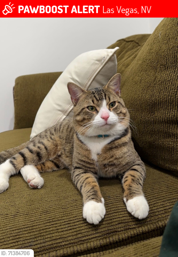 Lost Male Cat last seen Charleston and Apple - Peccole Ranch, Las Vegas, NV 89117