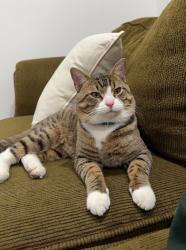 Lost Male Cat last seen Charleston and Apple - Peccole Ranch, Las Vegas, NV 89117