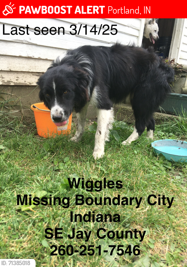 Lost Female Dog last seen Near E 700 S Portland, IN  47371, Portland, IN 47371