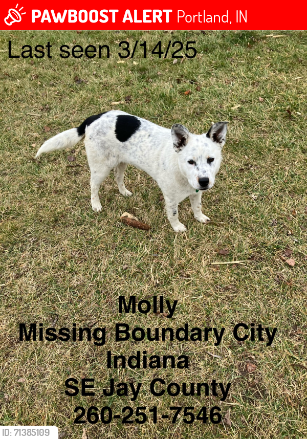 Lost Female Dog last seen Near E. 700 S. Portland IN 47371, Portland, IN 47371