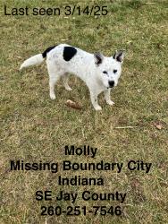 Lost Female Dog last seen Near E. 700 S. Portland IN 47371, Portland, IN 47371