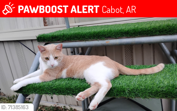 Lost Male Cat last seen Near W Locust St / Mobile  community , Cabot, AR 72023