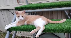 Lost Male Cat last seen Near W Locust St / Mobile  community , Cabot, AR 72023