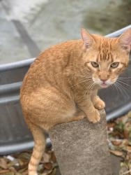 Lost Male Cat last seen Near 33rd, Santa Fe, TX 77510