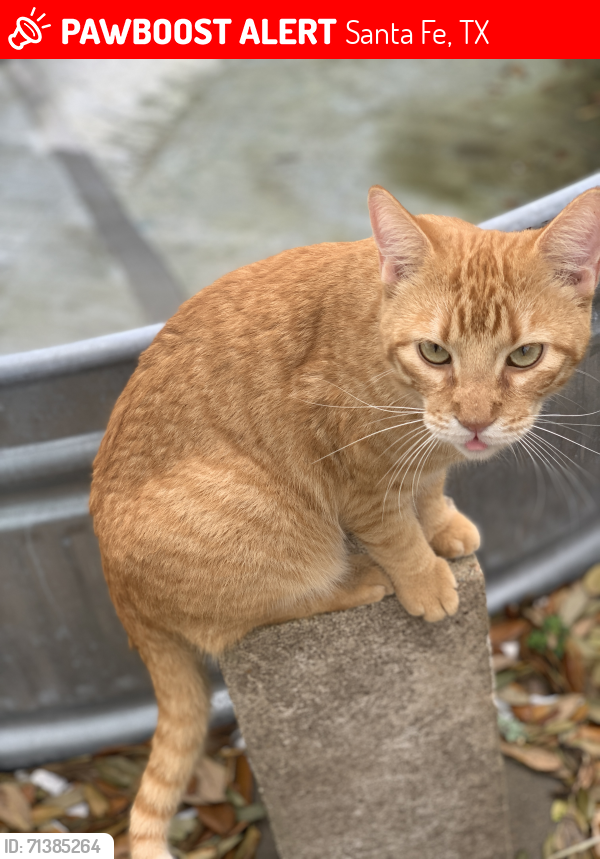 Lost Male Cat last seen Near 33rd, Santa Fe, TX 77510