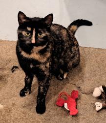 Lost Female Cat last seen St. Rt. 232, New Richmond, OH 45157