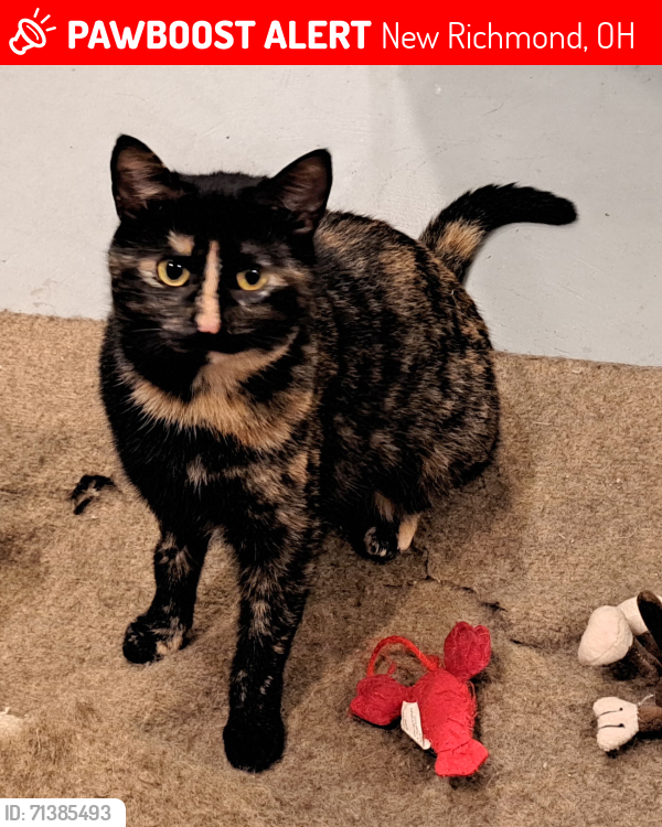 Lost Female Cat last seen St. Rt. 232, New Richmond, OH 45157