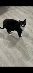 Lost Male Cat last seen Airport Blvd and Raleigh Rd prkwy, Wilson, NC 27896