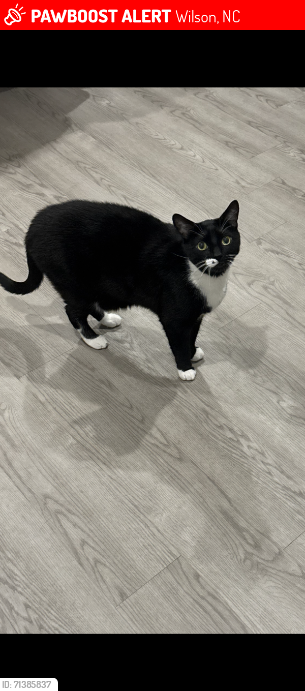 Lost Male Cat last seen Airport Blvd and Raleigh Rd prkwy, Wilson, NC 27896