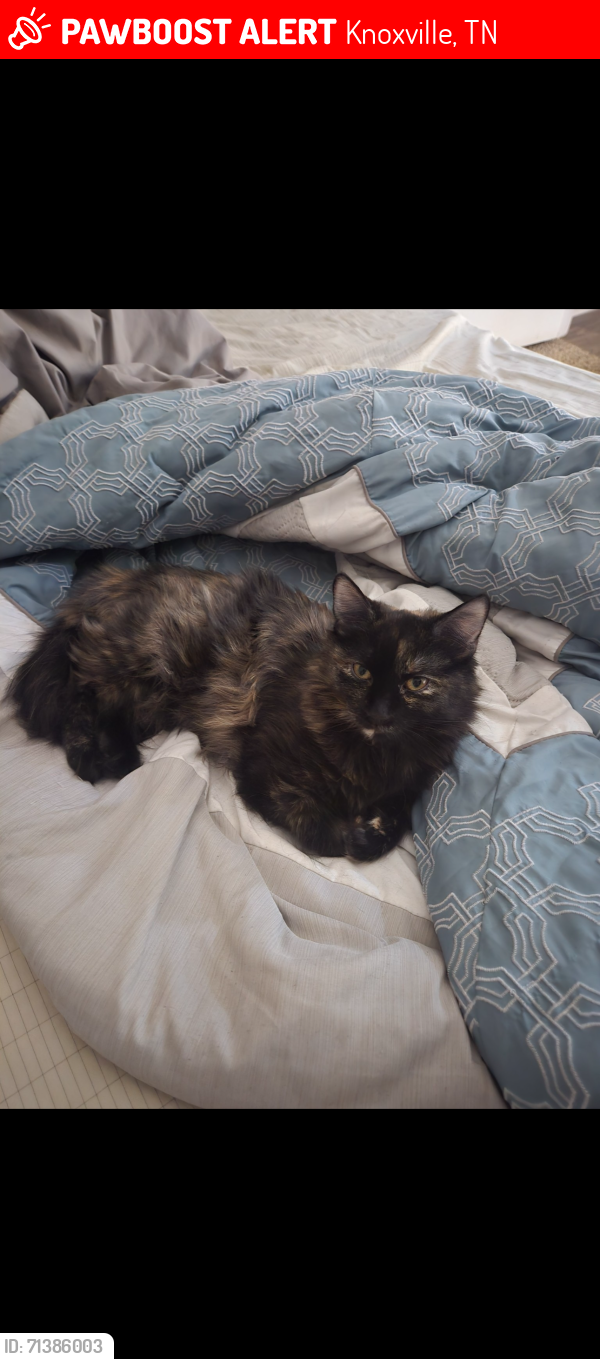 Lost Female Cat last seen Meridian apmts , Knoxville, TN 37909