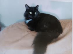 Lost Female Cat last seen .Wyatt  Cir./Wandering Stream Development, Dover, PA 17315