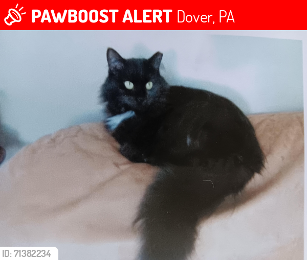Lost Female Cat last seen .Wyatt  Cir./Wandering Stream Development, Dover, PA 17315