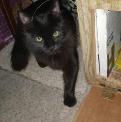 Lost Male Cat last seen Near block of. Clinton Street by montveiw park , Denver, CO 80207