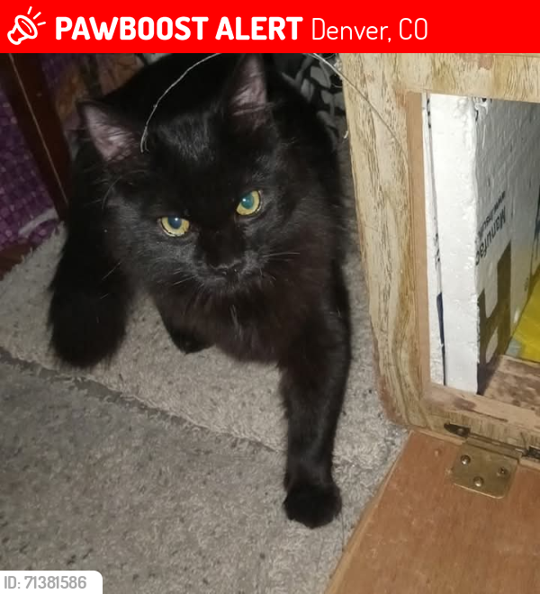 Lost Male Cat last seen Near block of. Clinton Street by montveiw park , Denver, CO 80207