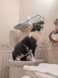 Lost Female Cat last seen Campbell & Hillcrest - Closest Landmark is Hilltop Christian Church , Oliver Township, PA 17074