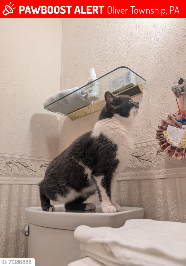 Lost Female Cat last seen Campbell & Hillcrest - Closest Landmark is Hilltop Christian Church , Oliver Township, PA 17074