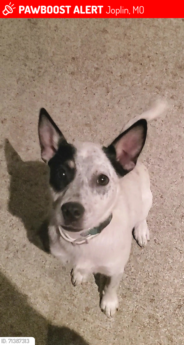 Lost Male Dog last seen Outer Rd and Rainbow Dr, Joplin, MO 64804