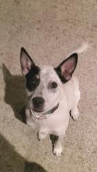 Lost Male Dog last seen Outer Rd and Rainbow Dr, Joplin, MO 64804