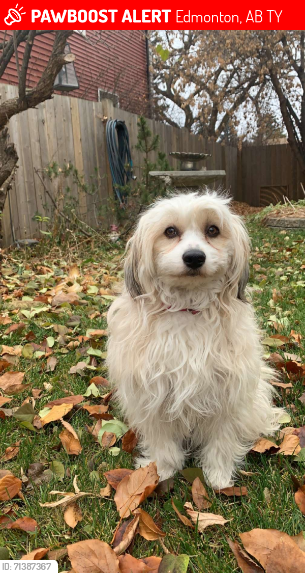 Lost Female Dog last seen Kirkness park , Edmonton, AB T5Y