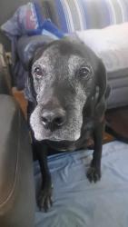 Lost Male Dog last seen Near Bertha Saunooke in Birdtown , Swain County, NC 28719
