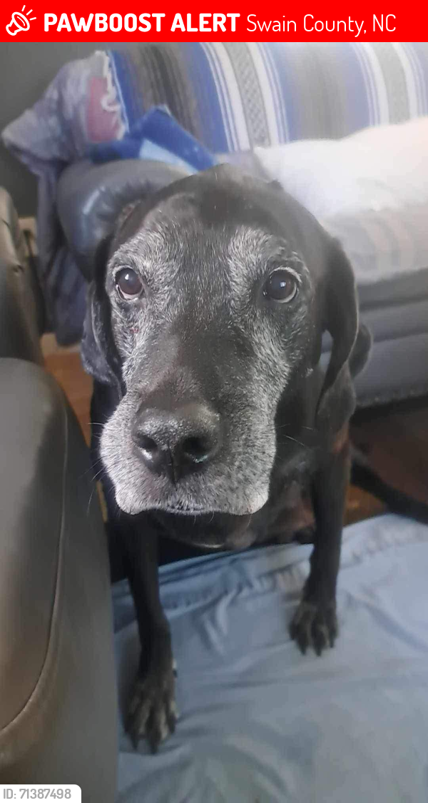 Lost Male Dog last seen Near Bertha Saunooke in Birdtown , Swain County, NC 28719