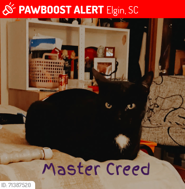 Lost Male Cat last seen Stockman Trail and Cherokee Blvd up towards Bowen st, Elgin, SC 29045