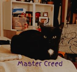 Lost Male Cat last seen Stockman Trail and Cherokee Blvd up towards Bowen st, Elgin, SC 29045