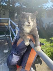Lost Male Cat last seen last seen on micheal rd in tyro bc, Lexington, NC 27299
