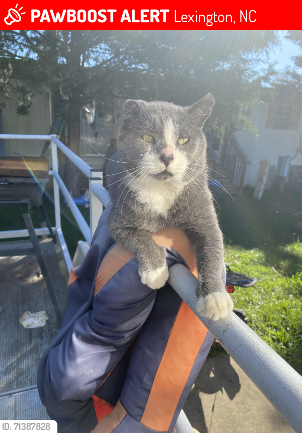 Lost Male Cat last seen last seen on micheal rd in tyro bc, Lexington, NC 27299