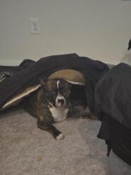 Lost Male Dog last seen Dollar Rd. Near Feather Falls, Oroville, CA 95966