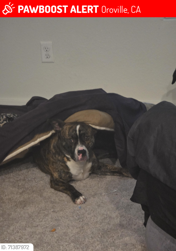Lost Male Dog last seen Dollar Rd. Near Feather Falls, Oroville, CA 95966