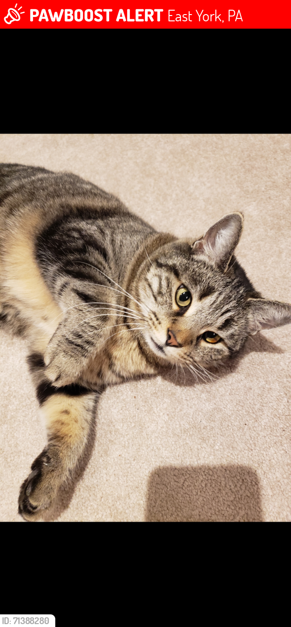 Lost Female Cat last seen Eastwood dr. East York, Haines acres area , East York, PA 17402