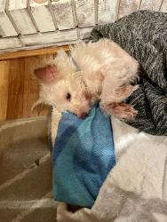Lost Male Dog last seen Polluck St. and Jones Ave., Kinston , Kinston, NC 28501