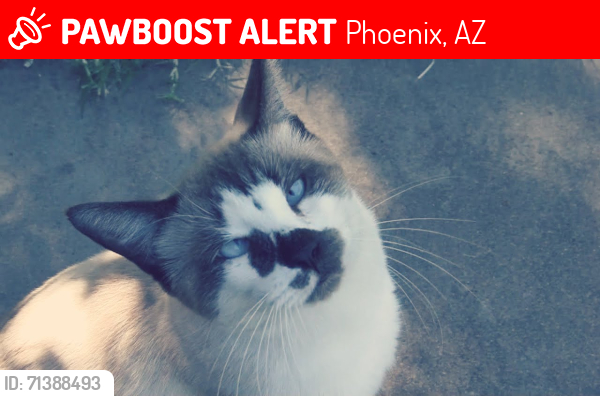 Lost Male Cat last seen 7th Ave and Indian School, Phoenix, AZ 85013