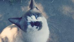Lost Male Cat last seen 7th Ave and Indian School, Phoenix, AZ 85013